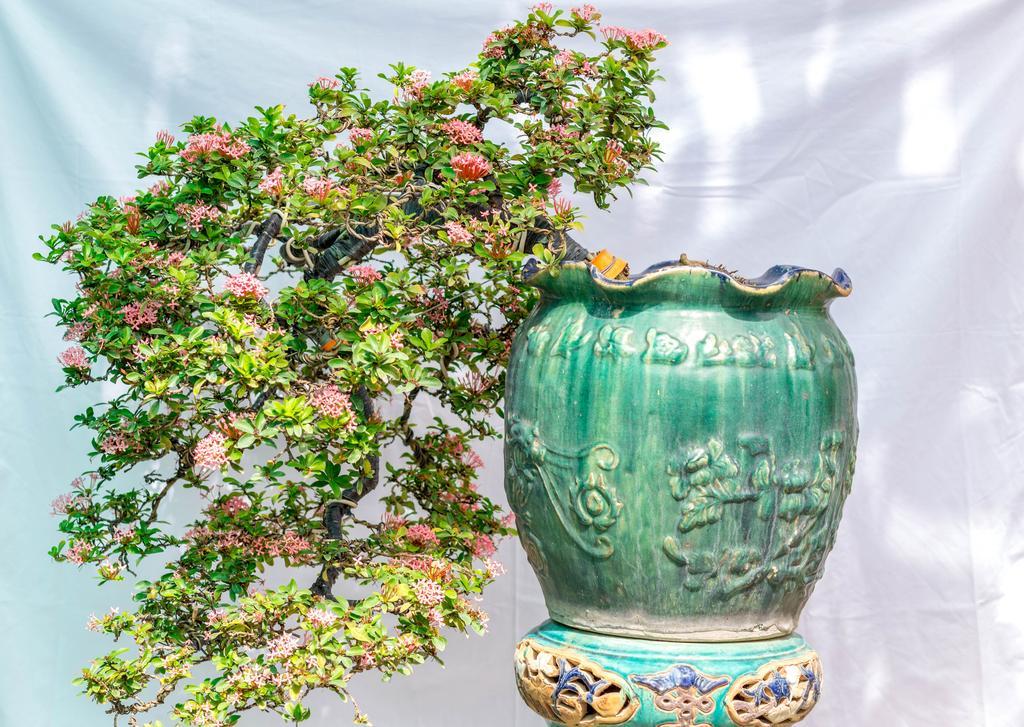 Bonsai Villa Хойан Экстерьер фото