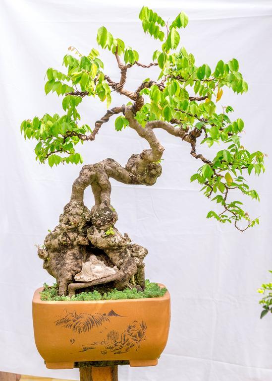 Bonsai Villa Хойан Экстерьер фото